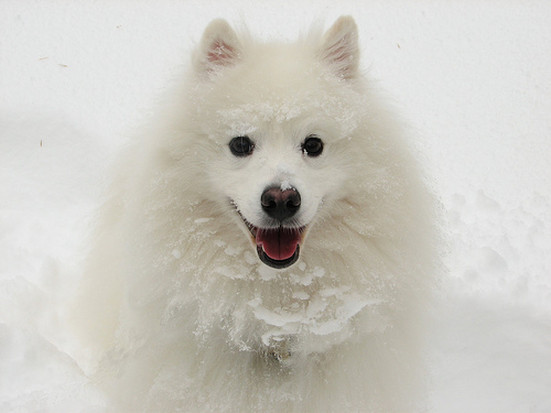 American Eskimo Dog - PETS 123